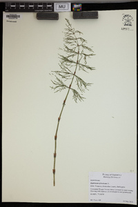 Equisetum sylvaticum image