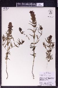 Melampyrum arvense image