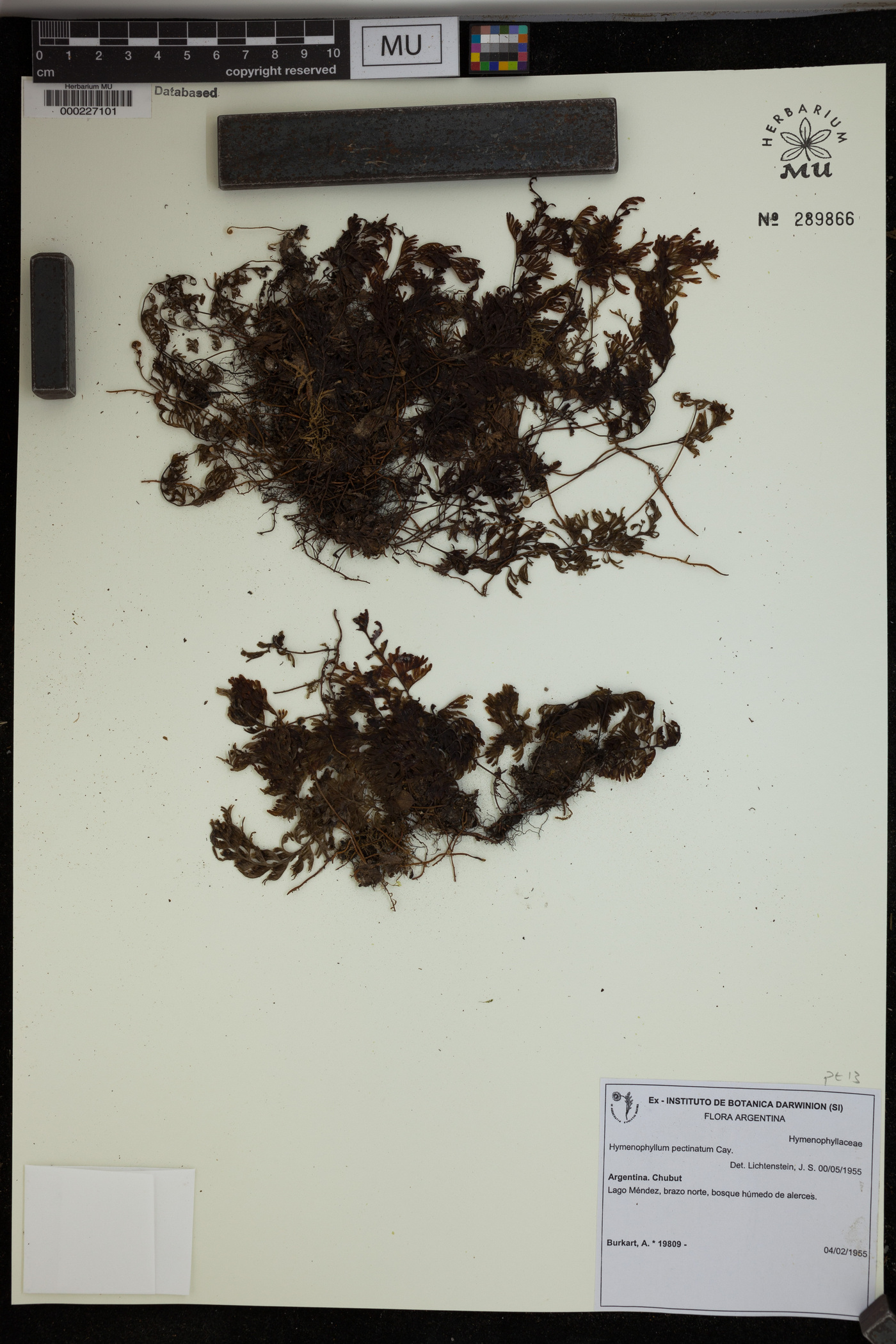 Hymenophyllum pectinatum image