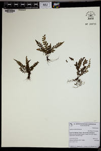 Asplenium ulbrichtii image