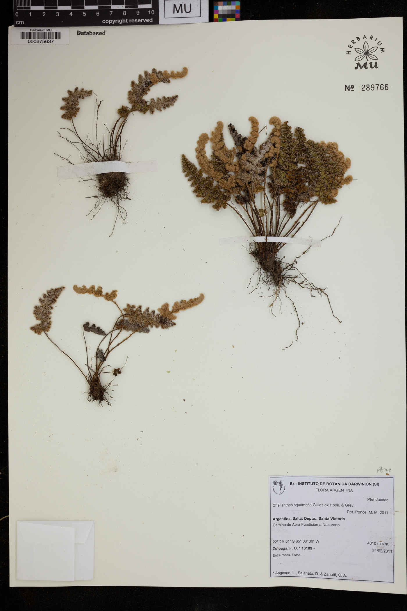 Cheilanthes squamosa image
