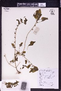 Image of Lindenbergia ruderalis