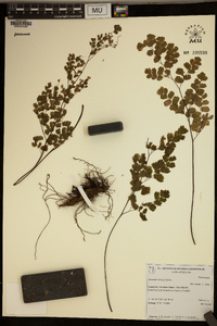 Adiantum lorentzii image