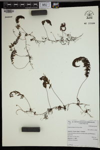 Hymenophyllum pectinatum image