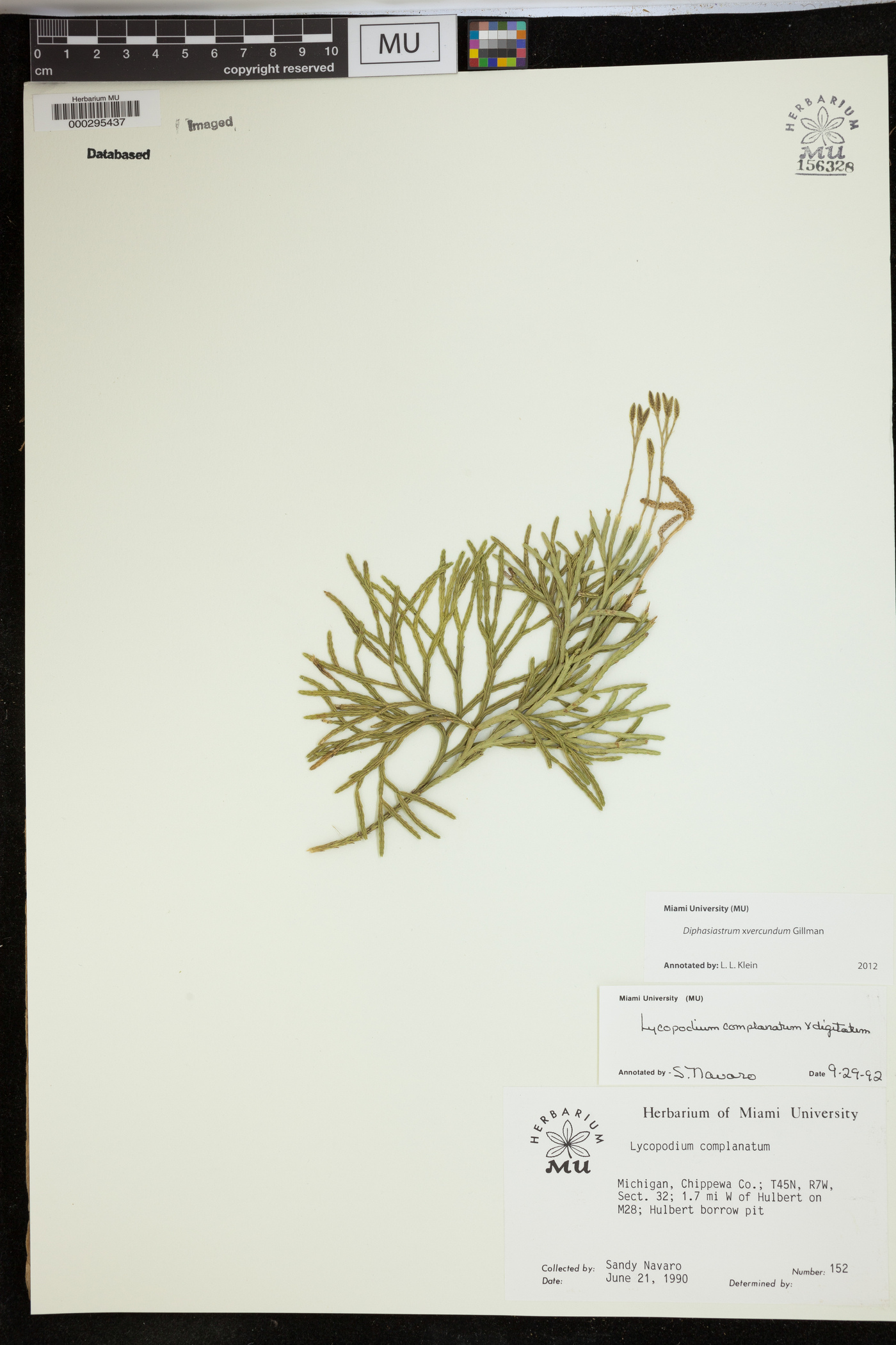 Diphasiastrum verecundum image