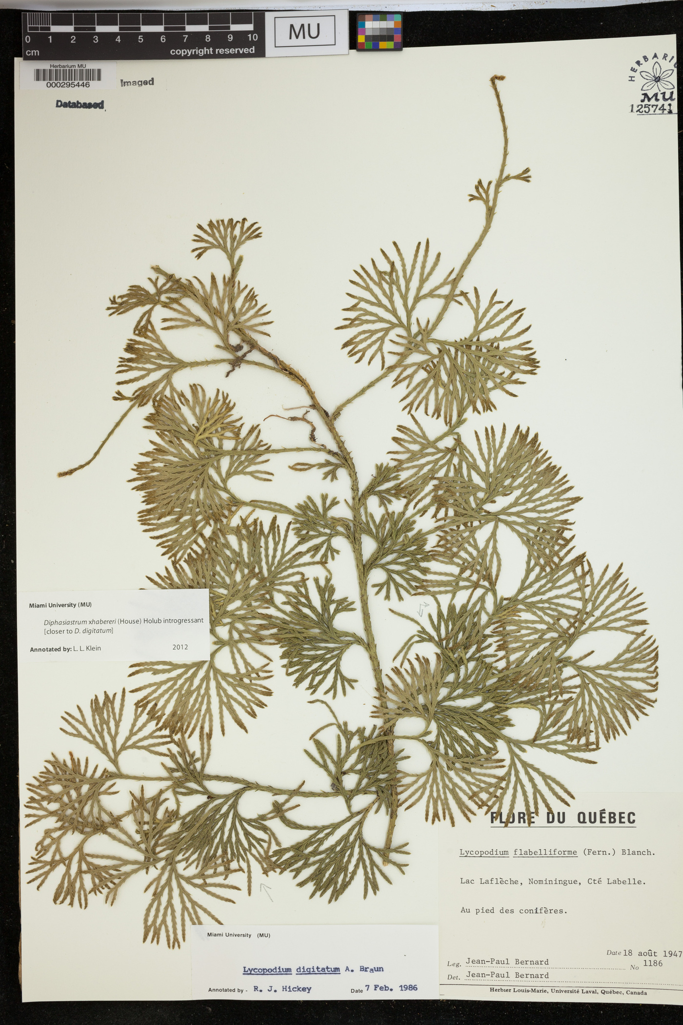 Diphasiastrum x habereri image
