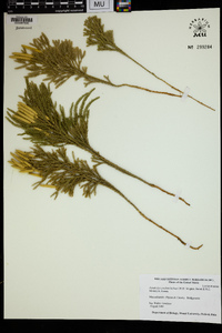 Dendrolycopodium hickeyi image