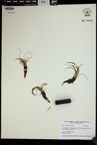 Isoëtes echinospora image