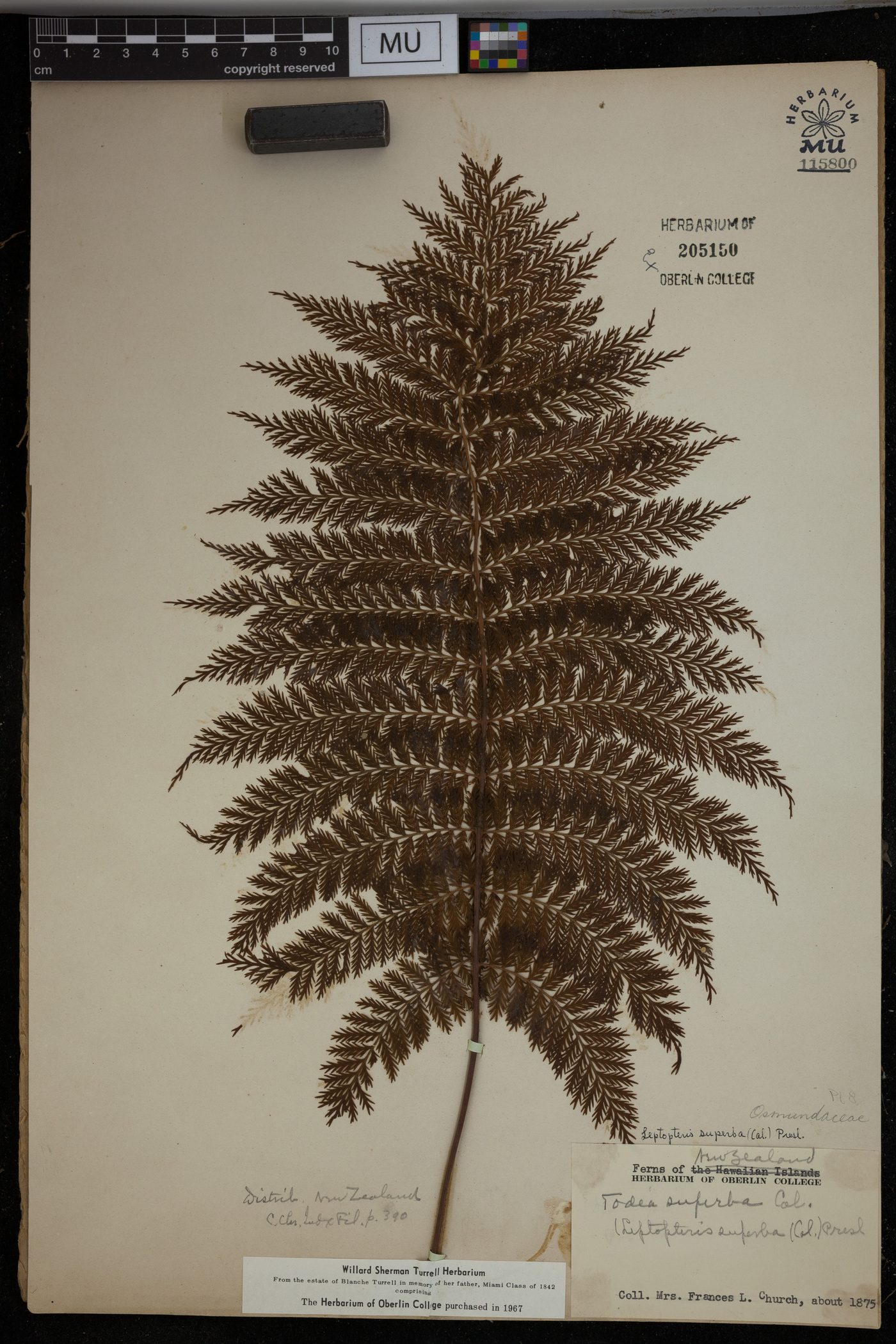 Leptopteris superba image