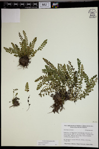 Asplenium dentatum image