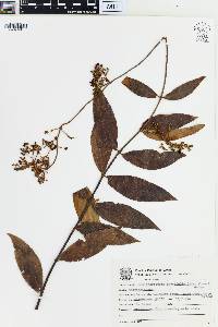 Banisteriopsis laevifolia image