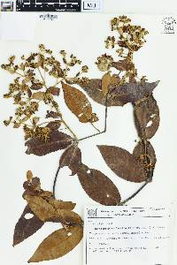 Banisteriopsis laevifolia image