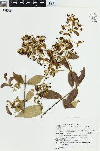 Banisteriopsis laevifolia image