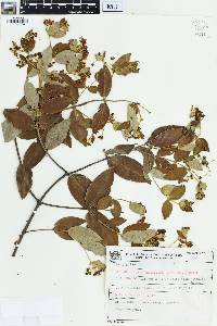 Banisteriopsis laevifolia image