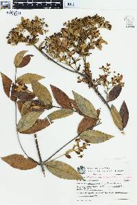 Banisteriopsis laevifolia image