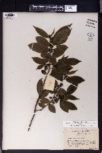 Rhamnus esquirolii image