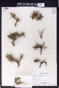 Rhamnus pallasii image