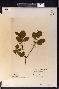 Frangula alnus image