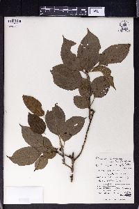 Rhamnus liukiuensis image