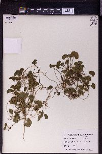 Centella asiatica image