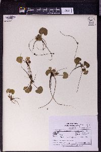 Centella asiatica image