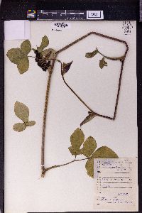 Bupleurum falcatum image