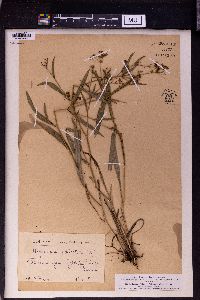 Bupleurum falcatum image