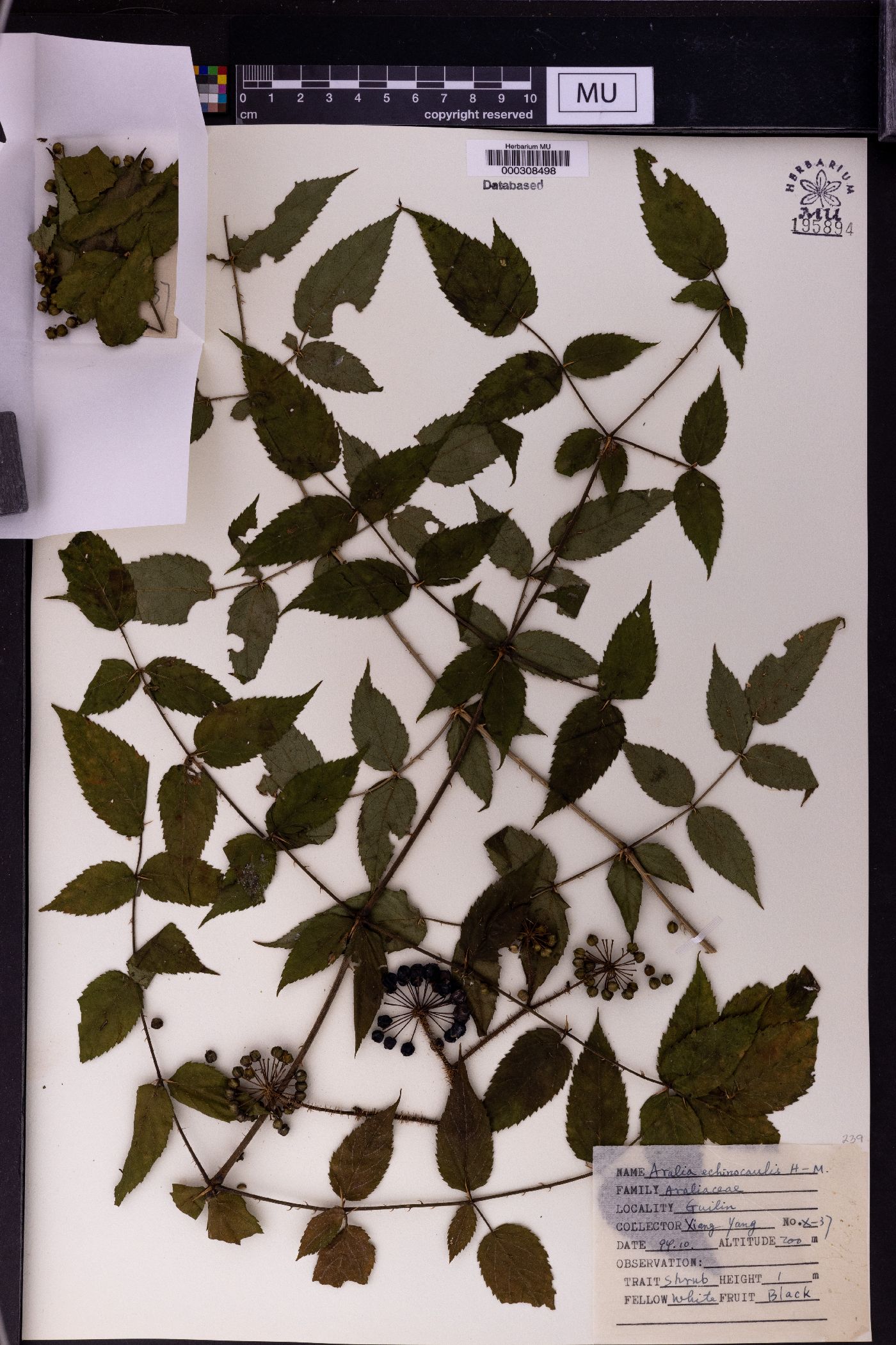 Aralia echinocaulis image