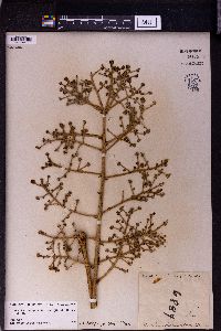 Aralia dasyphylla image