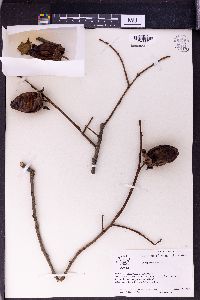 Diospyros kaki image