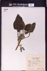 Heliotropium indicum image