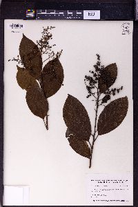 Ehretia acuminata image