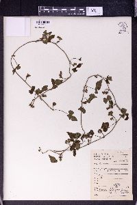 Dinetus racemosus image