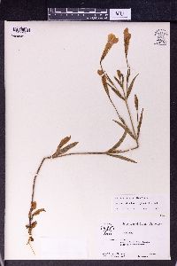 Gentianopsis detonsa subsp. detonsa image