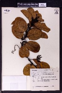 Willughbeia coriacea image