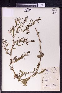 Ludwigia hyssopifolia image