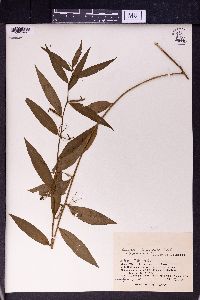 Ludwigia hyssopifolia image