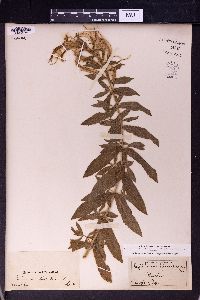 Epilobium hirsutum image