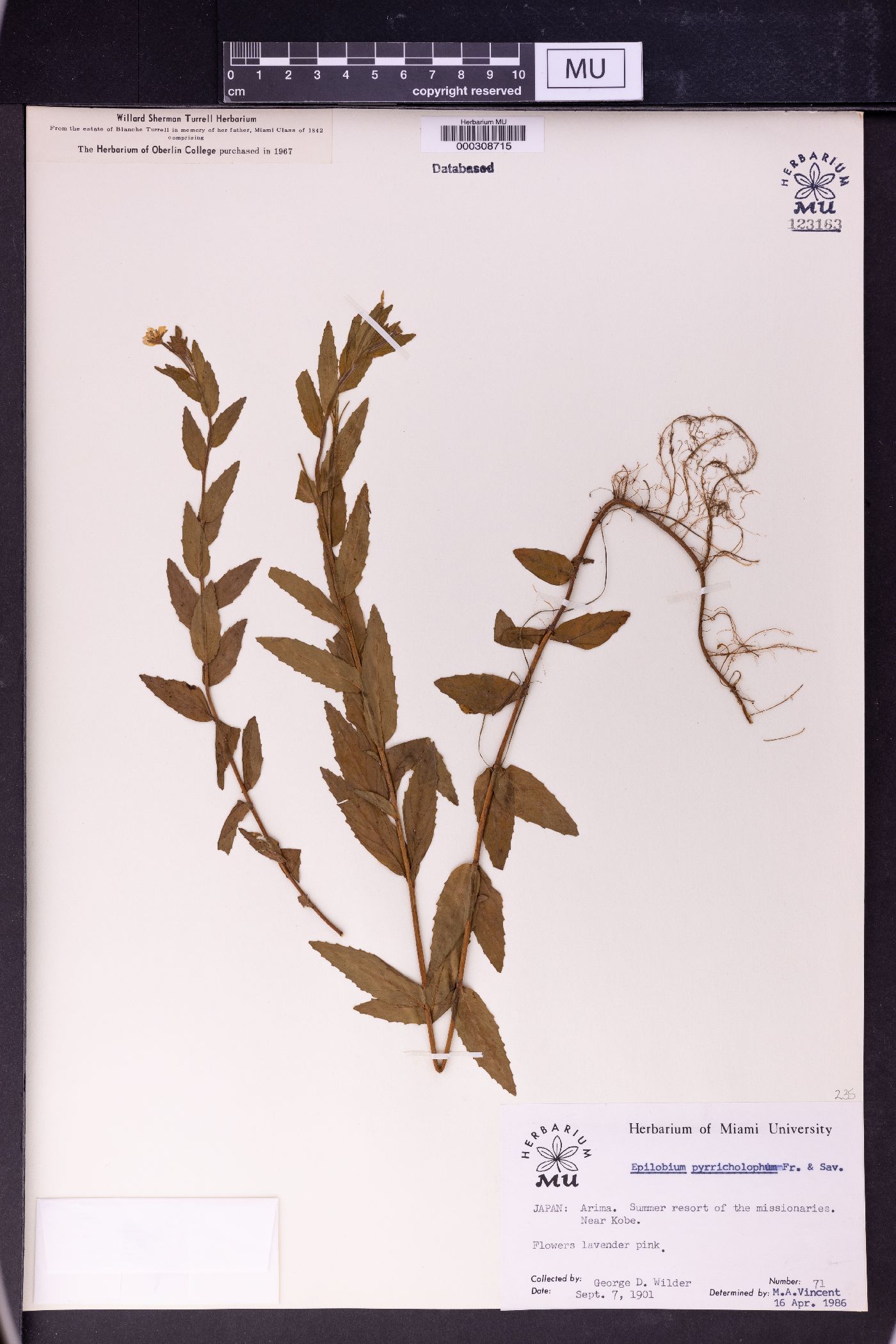 Epilobium pyrricholophum image