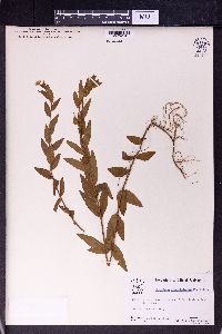 Epilobium pyrricholophum image