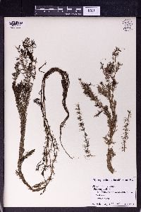 Myriophyllum alterniflorum image