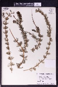 Myriophyllum spicatum image