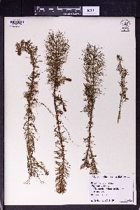 Myriophyllum verticillatum image