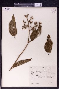 Osbeckia stellata image