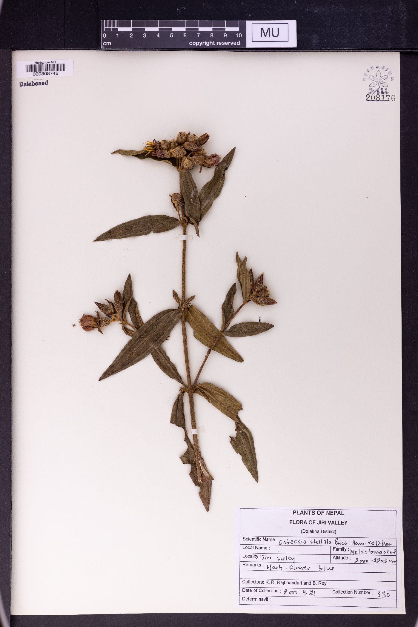 Osbeckia stellata image