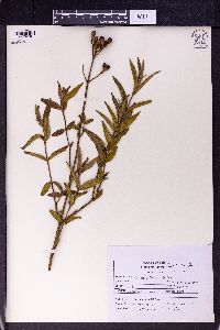 Osbeckia stellata image