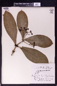 Image of Medinilla formosana