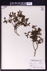 Syzygium buxifolium image