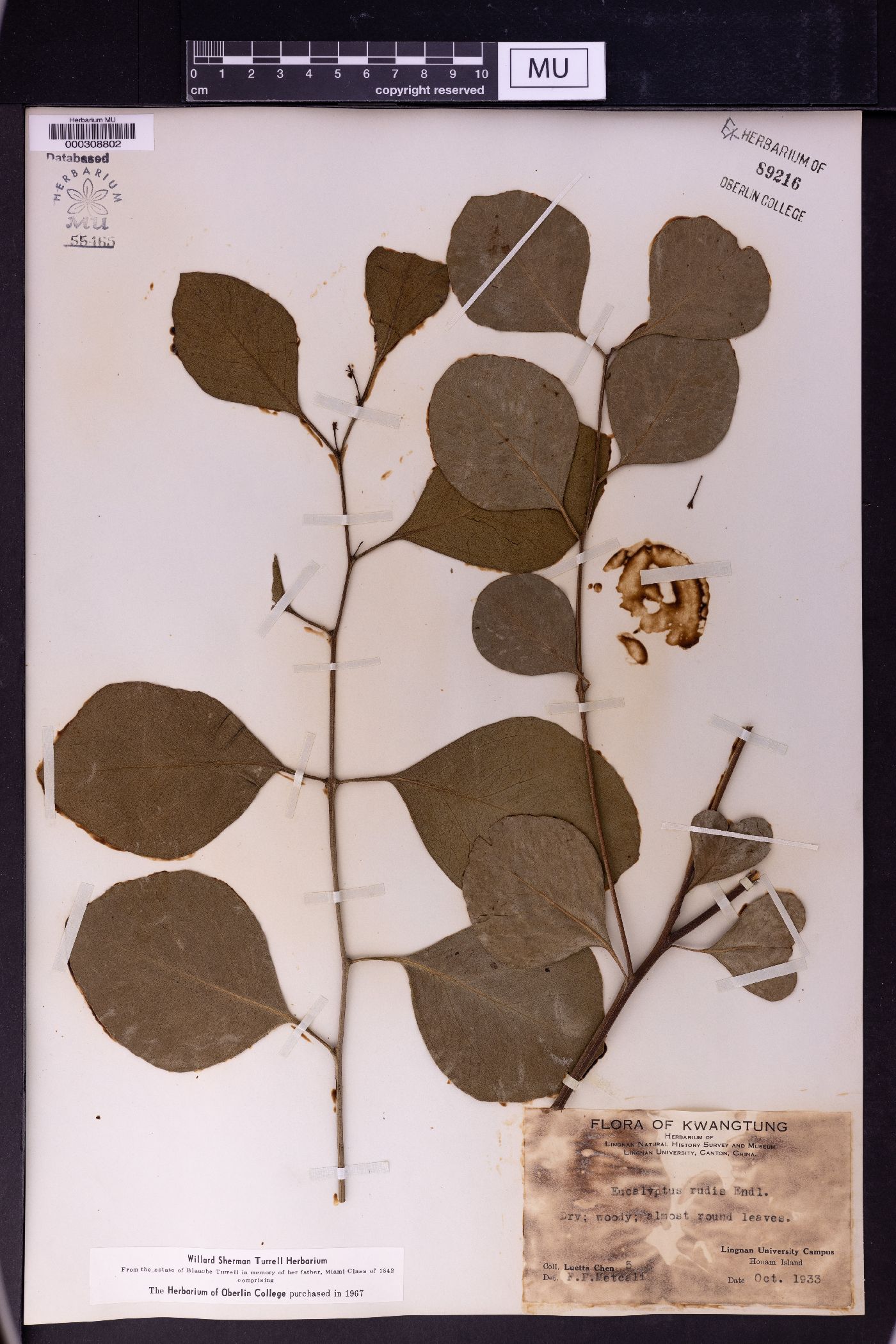 Eucalyptus rudis image