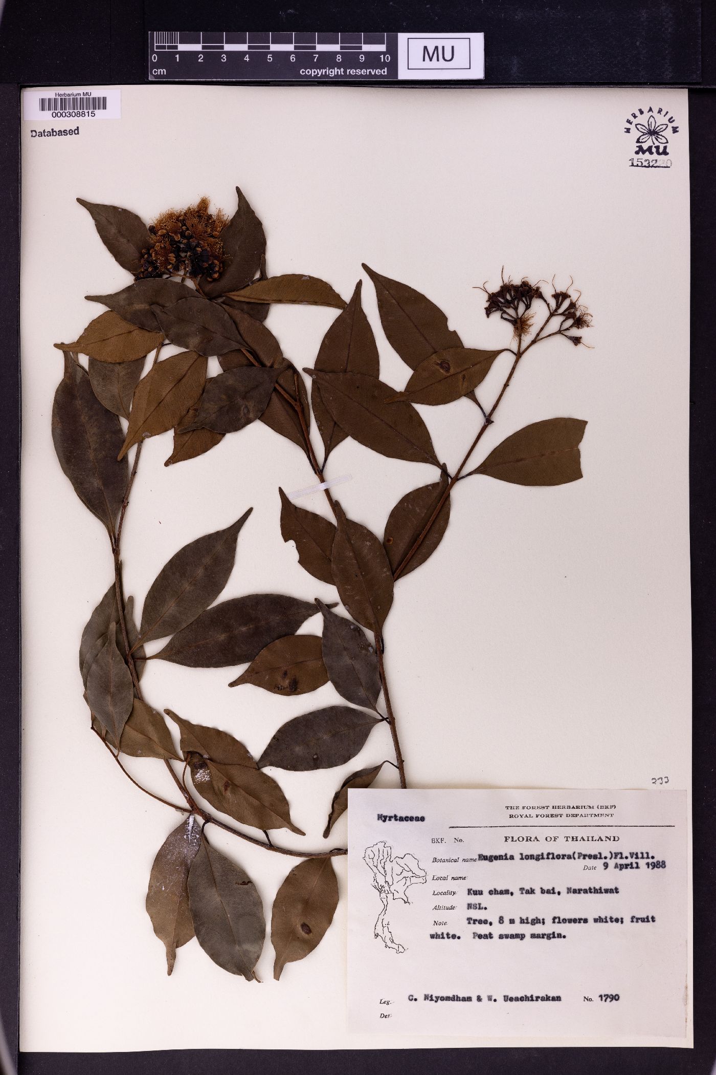 Syzygium lineatum image